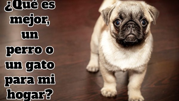 cachorro pequeño