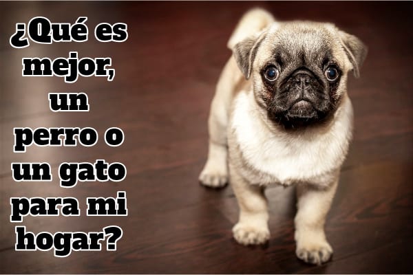 cachorro pequeño