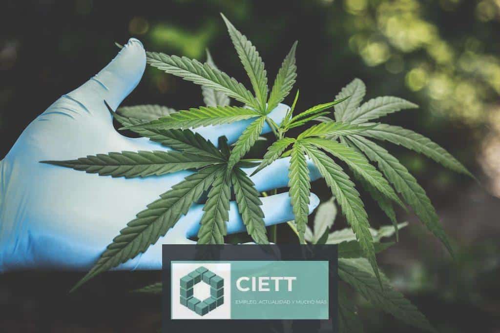 grow shop madrid