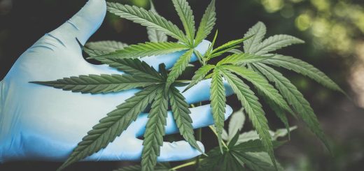 Comprar hachís cbd legal