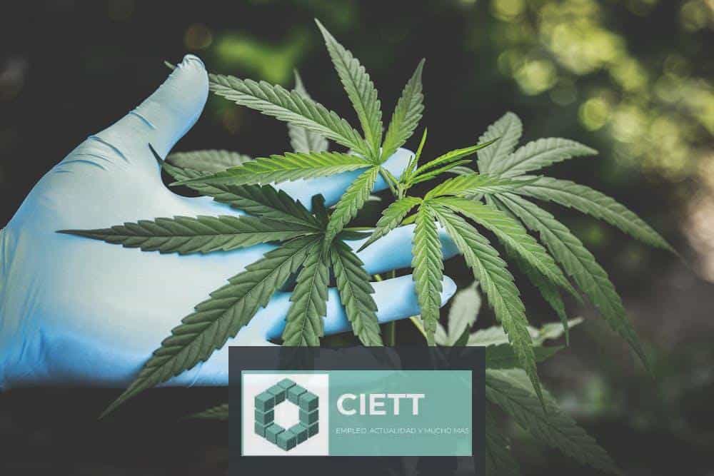 Comprar hachís cbd legal