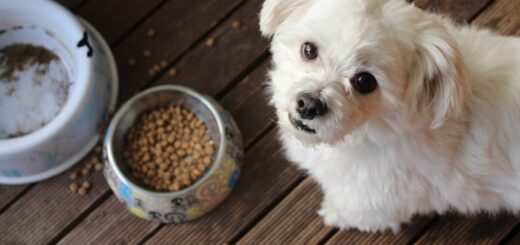 Cómo elegir la mejor alimentación para tu mascota
