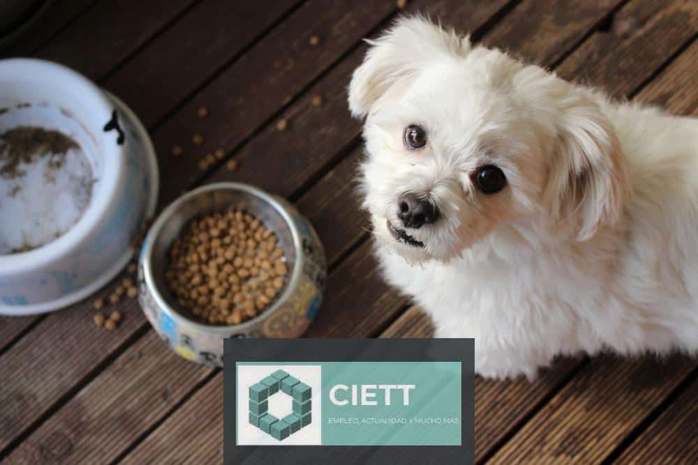 Cómo elegir la mejor alimentación para tu mascota