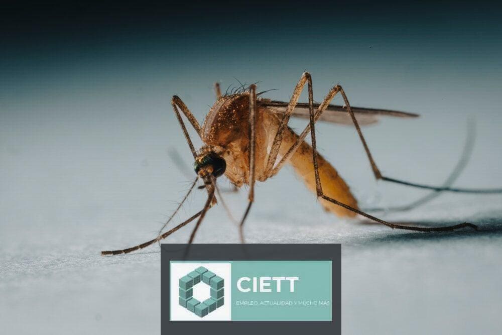 a close up of a mosquito on a white surface